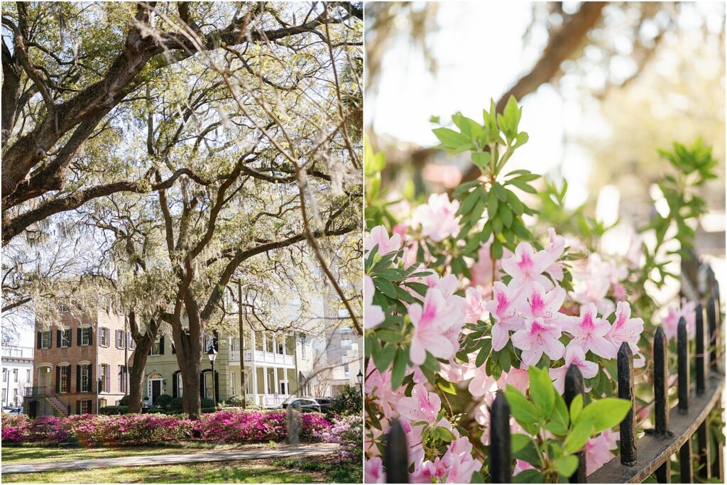 Pictures of azaleas in Forsyth Park in Savannah Georgia